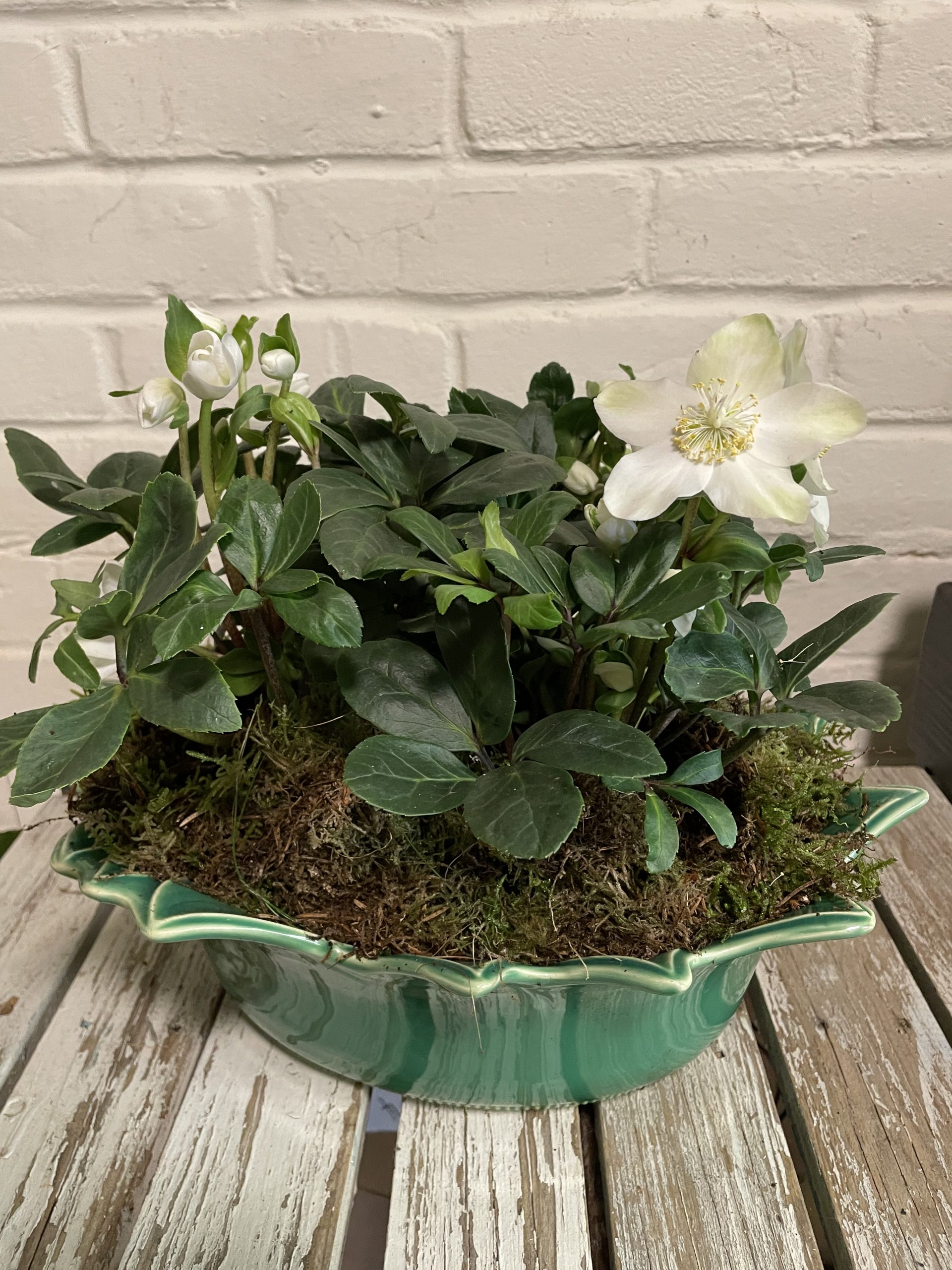 White Hellebore Planter Cafe des Fleurs